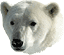 polar_bear2_1a.gif